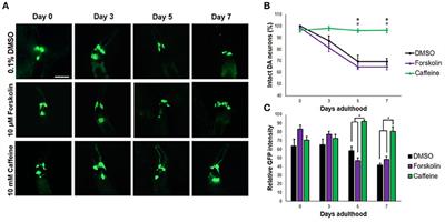 Caffeine Protects Dopaminergic Neurons From Dopamine-Induced Neurodegeneration via Synergistic Adenosine-Dopamine D2-Like Receptor Interactions in Transgenic Caenorhabditis elegans